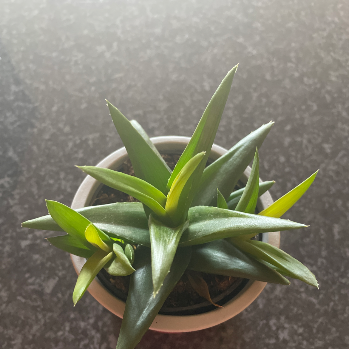Fynbos aloe plant in a white pot with healthy green leaves.