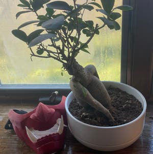 Ficus Ginseng plant photo by @Mossinmysocks named Joji on Greg, the plant care app.