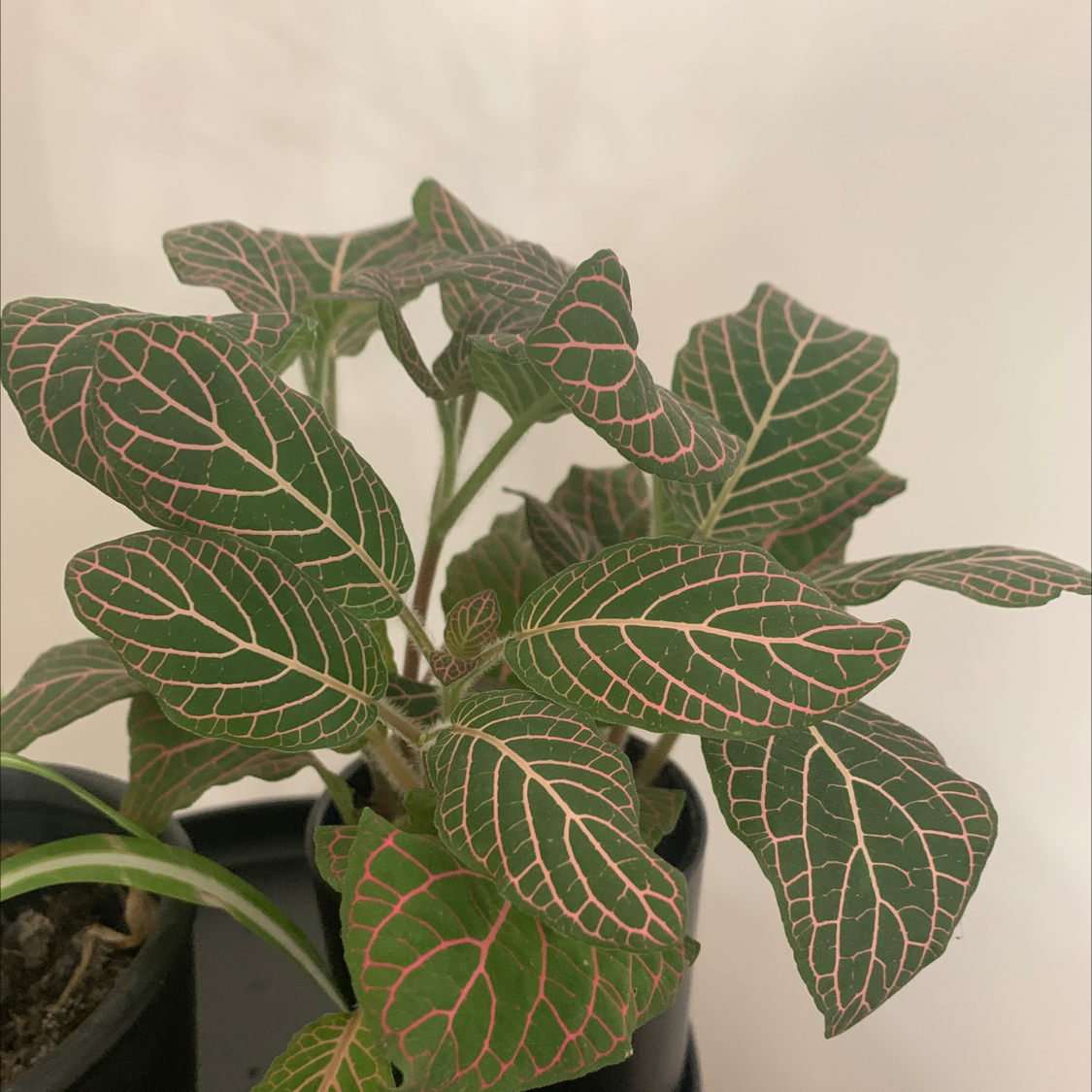 Nerve Plant plant photo by Peyton named Neville on Greg, the plant care app.