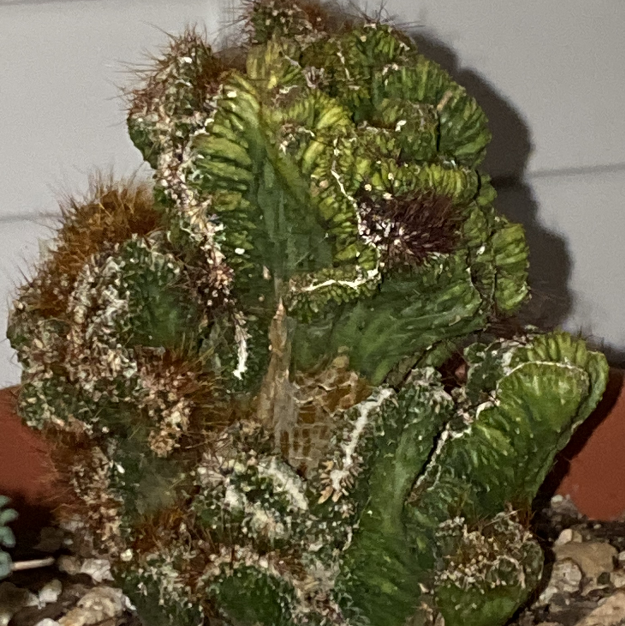 Crested Blue Flame plant photo by @Kelly4444 named Your plant on Greg, the plant care app.