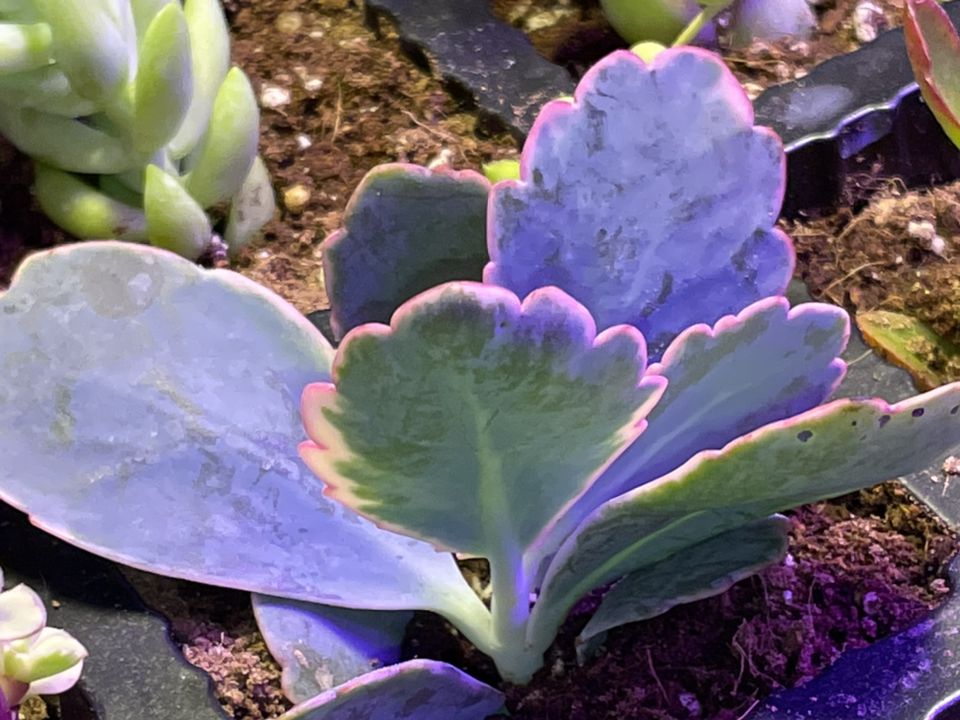 Lavender Scallops plant photo by @Kelly4444 named Kala on Greg, the plant care app.