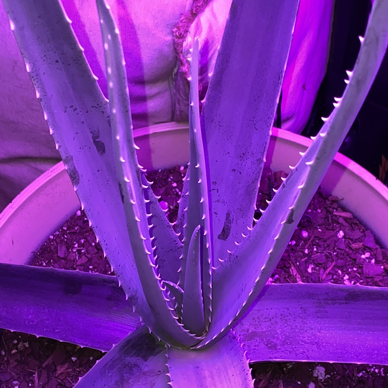 Aloe vera plant photo by @Kelly4444 named Aloe “Lilith” on Greg, the plant care app.