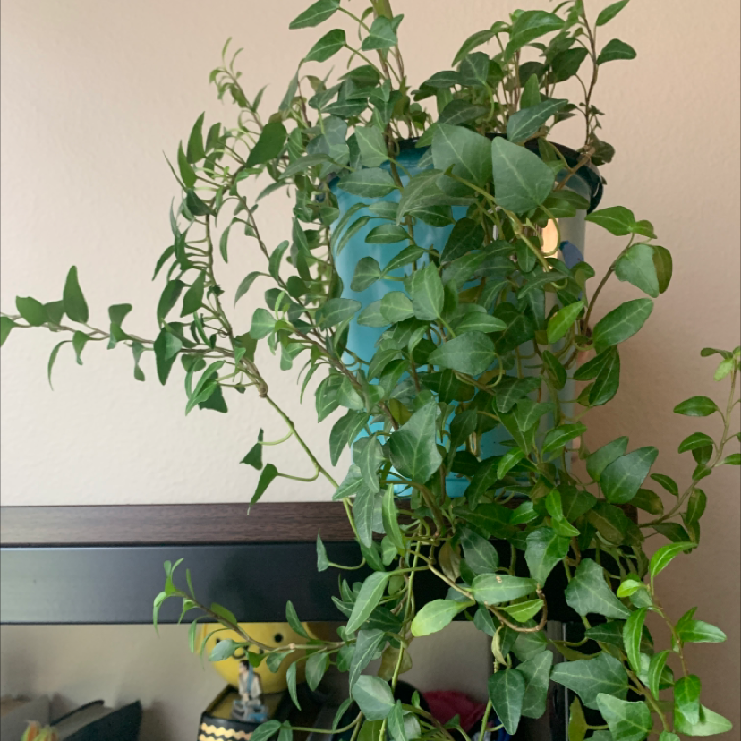 Photo of the plant species Common Periwinkle by Mikayla named Zahara on Greg, the plant care app