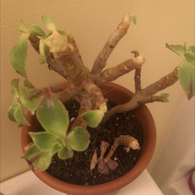 Photo of the plant species Tree of love by Dalice marie named Captain Plant-it on Greg, the plant care app