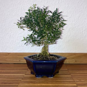 Harland Boxwood plant photo by @Nicky named Sensei on Greg, the plant care app.