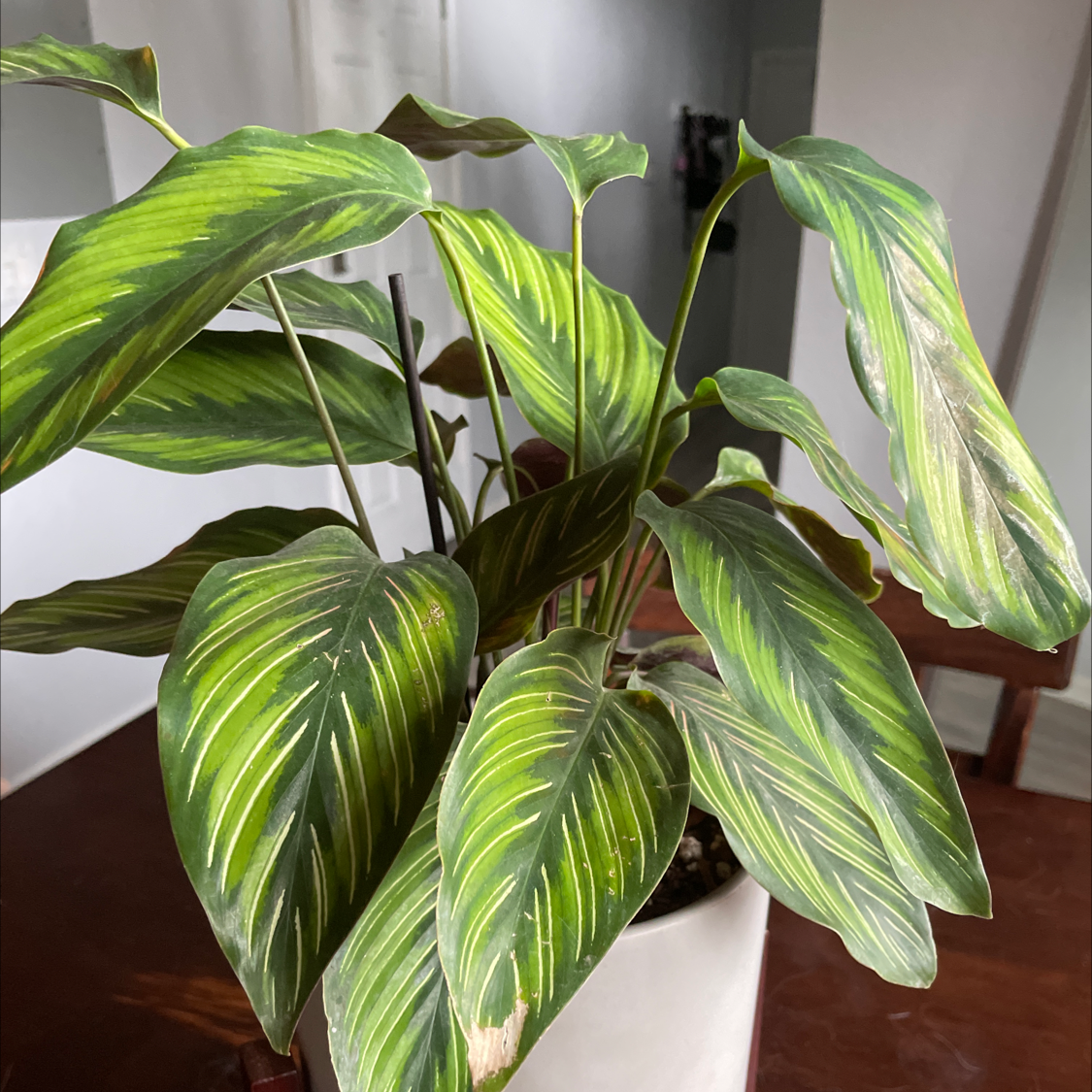 Calathea 'Beauty Star' plant with vibrant green leaves and light green stripes in a white pot.