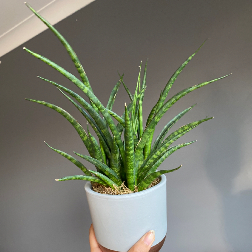 Dracaena 'Mikado' plant photo by @mikaelag named Spikey on Greg, the plant care app.