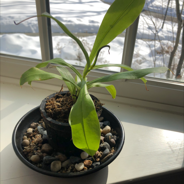 Tropical Pitcher Plant in a small pot on a windowsill with some browning leaf tips.