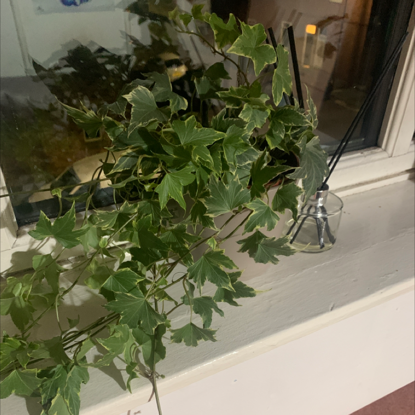 English Ivy plant photo by @Chijioke named Chika on Greg, the plant care app.
