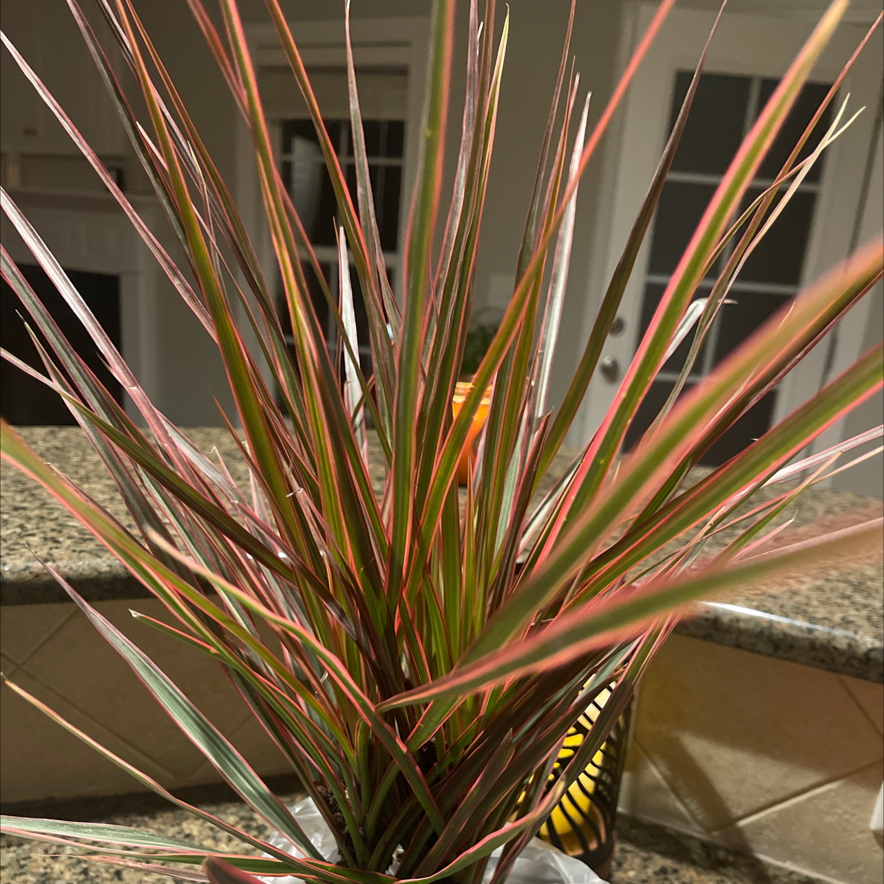 Song of India plant photo by Tammie named Uno on Greg, the plant care app.