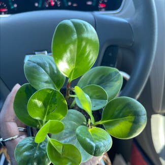 Baby Rubber Plant plant in Jacksonville, Florida