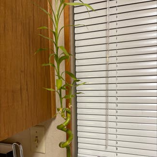 Lucky Bamboo plant in Jacksonville, Florida