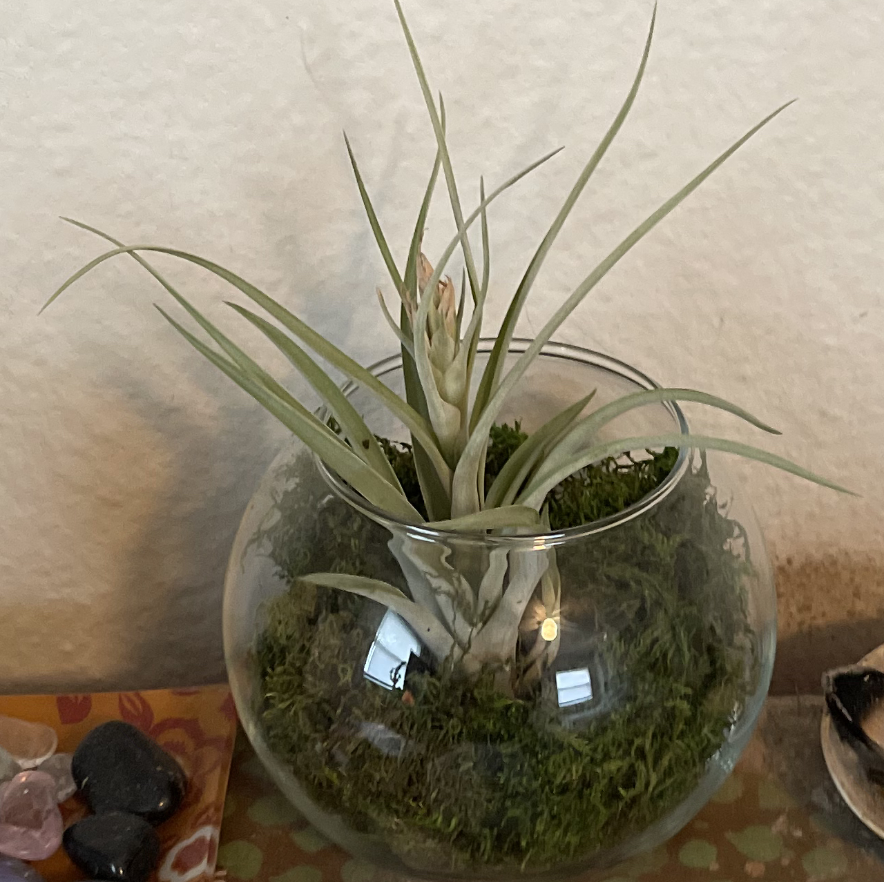 Fishbone Air Plant in a glass container with moss, surrounded by decorative items.