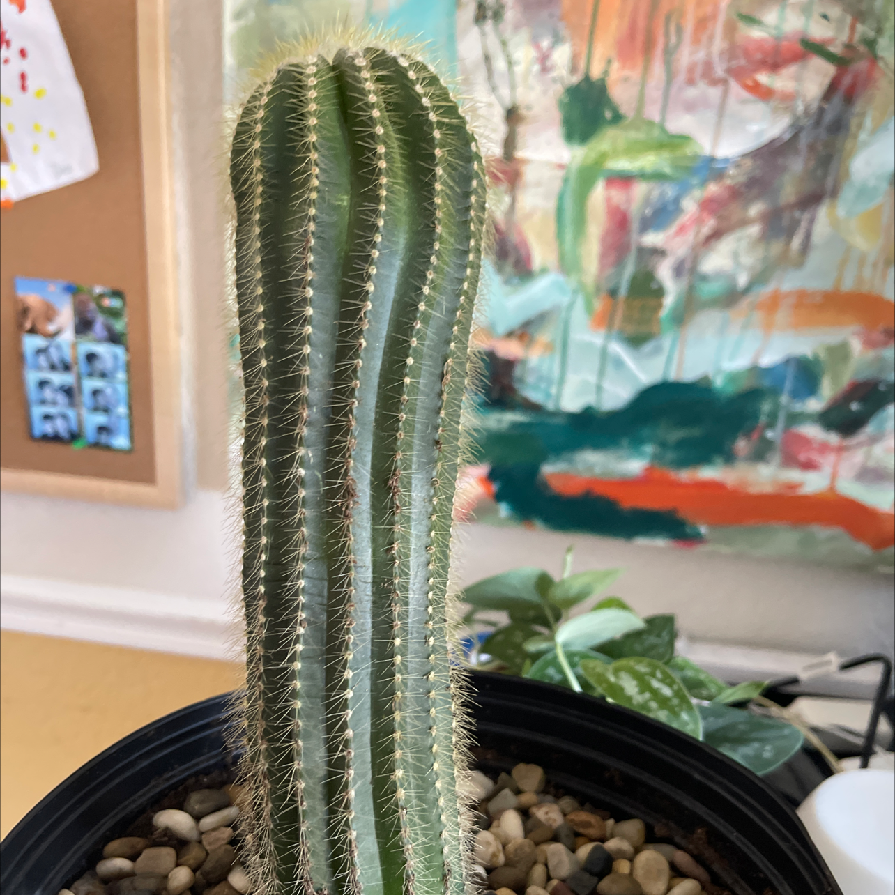 Photo of the plant species column cactus by @Keystylesgreenstyle named Santiago on Greg, the plant care app