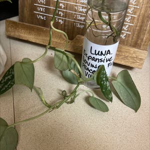Satin Pothos plant photo by @Keystylesgreenstyle named Luna on Greg, the plant care app.