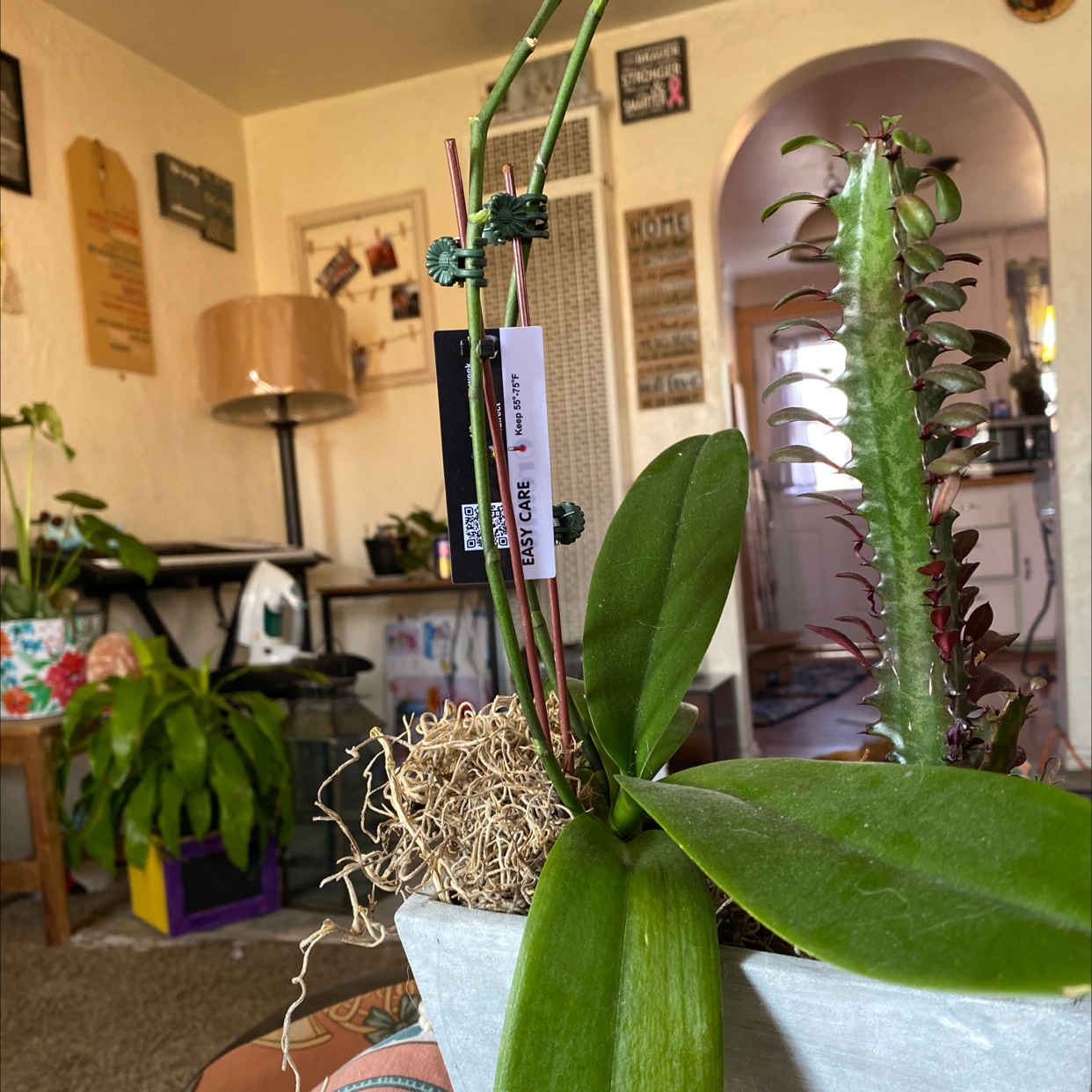 African Milk Tree plant photo by @Sarrahusere0bb5a94 named Your plant on Greg, the plant care app.