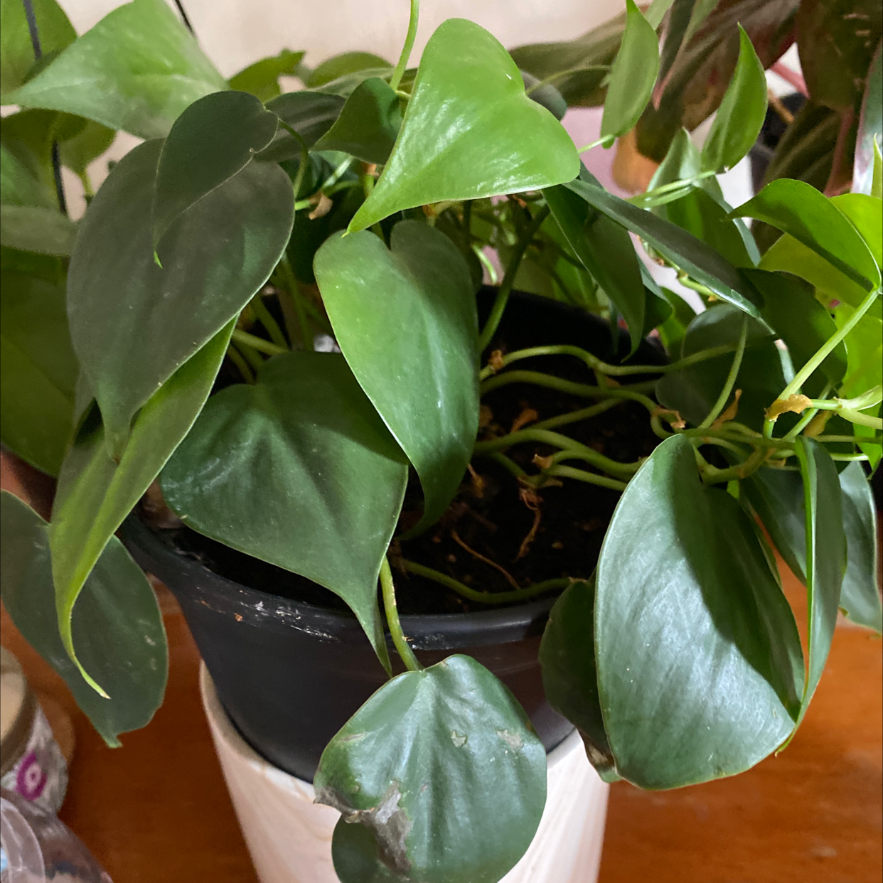 Philodendron Scandens plant photo by @Sarrahusere0bb5a94 named Beyonce on Greg, the plant care app.