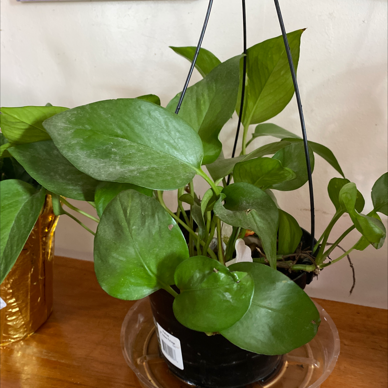 Jade Pothos plant photo by @Sarrahusere0bb5a94 named Midge on Greg, the plant care app.