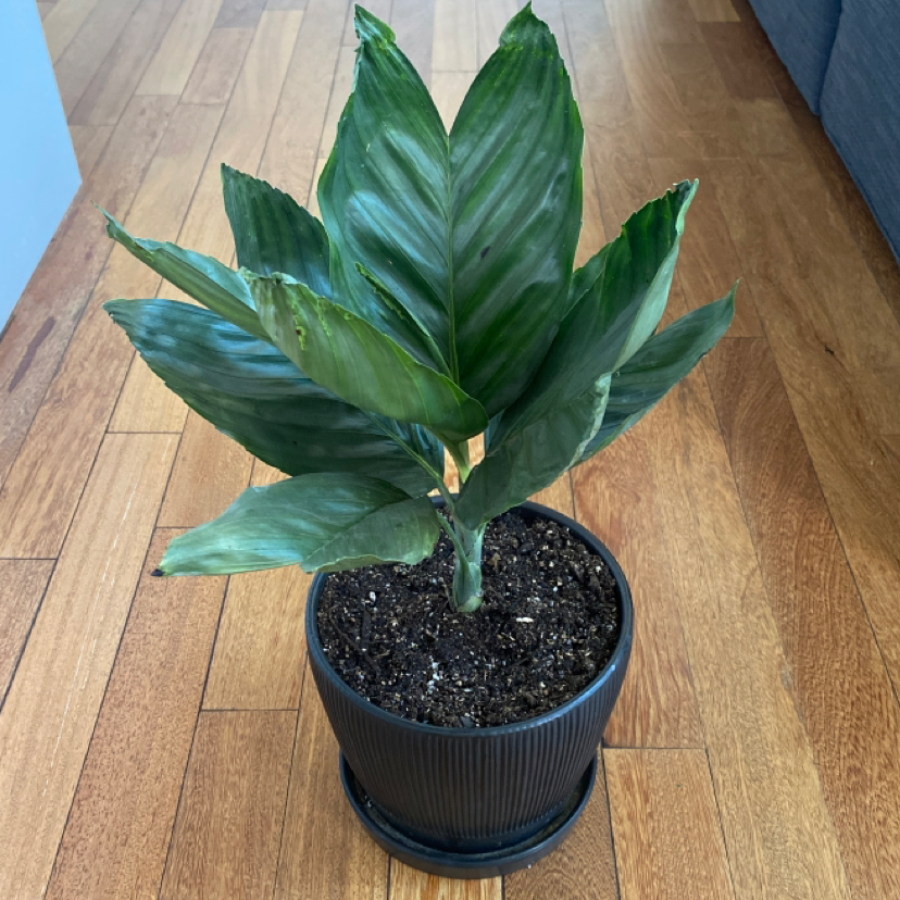 Photo of the plant species Metal Palm Tree by @Huh_Bruhh named Lars on Greg, the plant care app