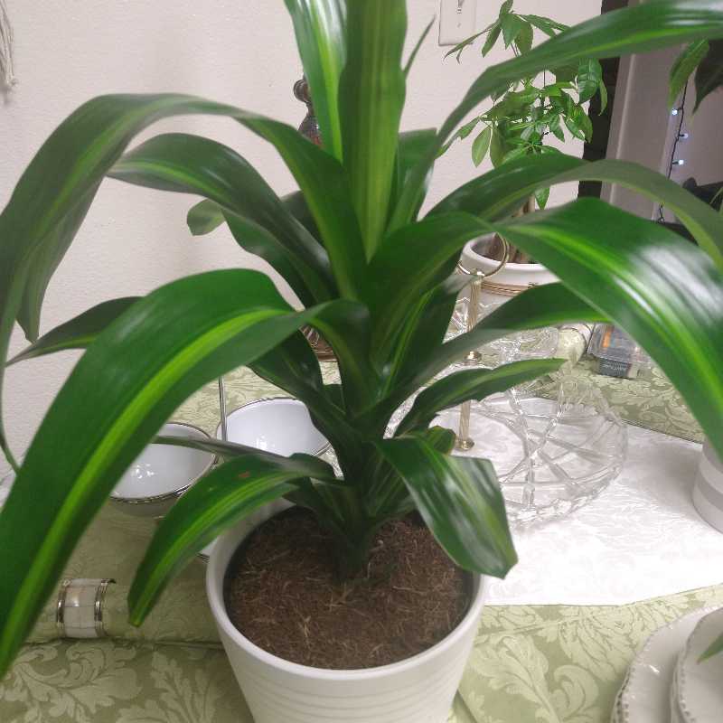 Cornelius