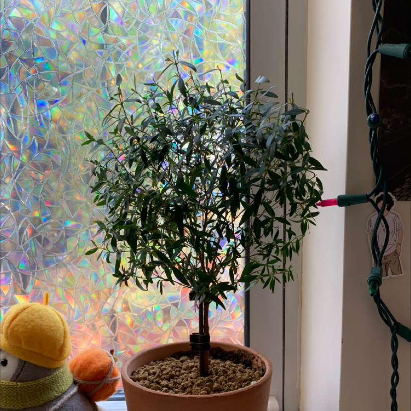 Potted Common Myrtle plant indoors near a window with decorative film.