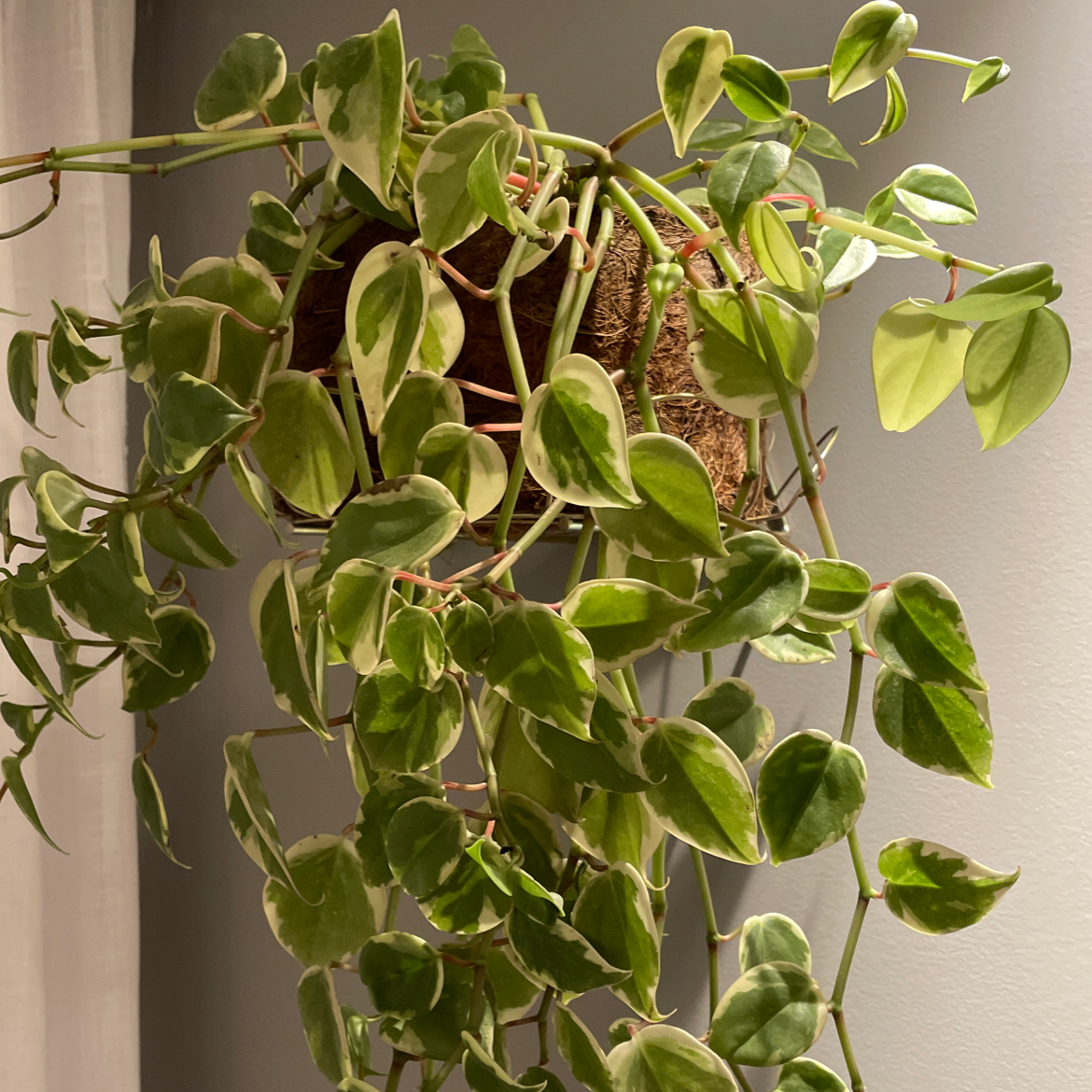 Vining Peperomia plant photo by @panhan named Portugalia on Greg, the plant care app.