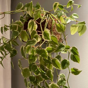 Vining Peperomia plant photo by @panhan named Portugalia on Greg, the plant care app.