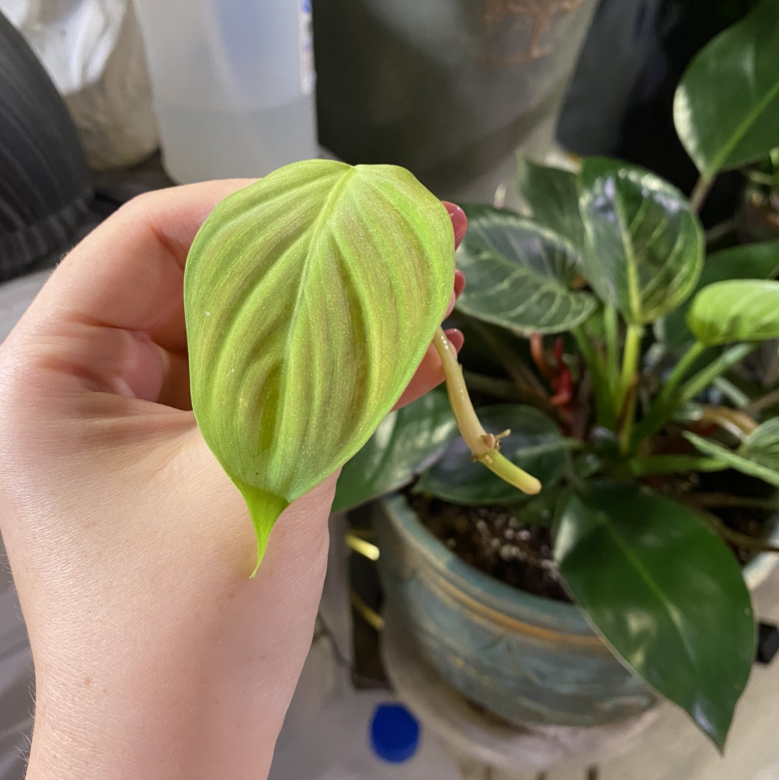 Close-up of a vibrant green prayer plant leaf held by a hand, showing its oval shape and prominent veins. The plant appears very healthy.