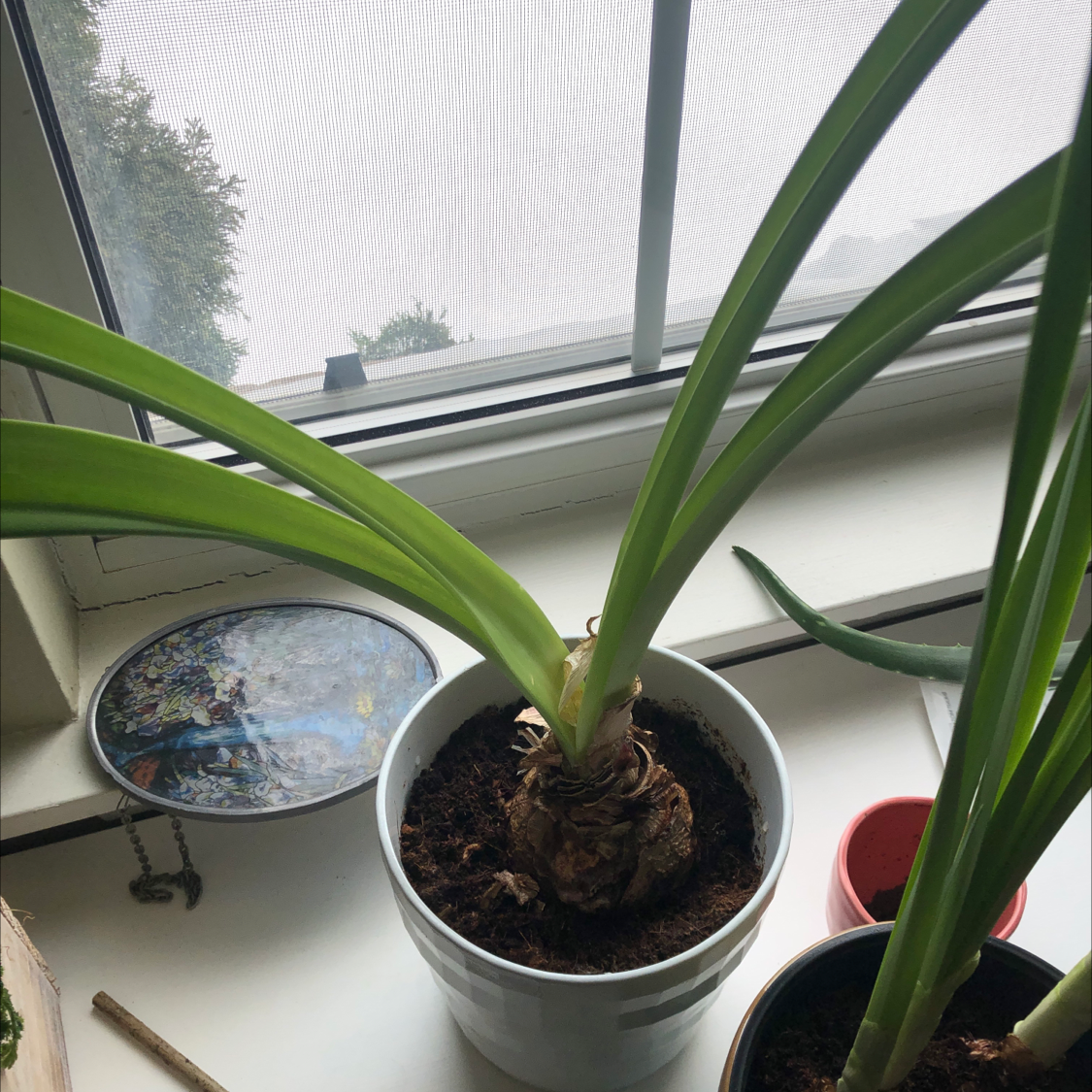 Bush Lily plant with long green leaves in a pot on a windowsill.