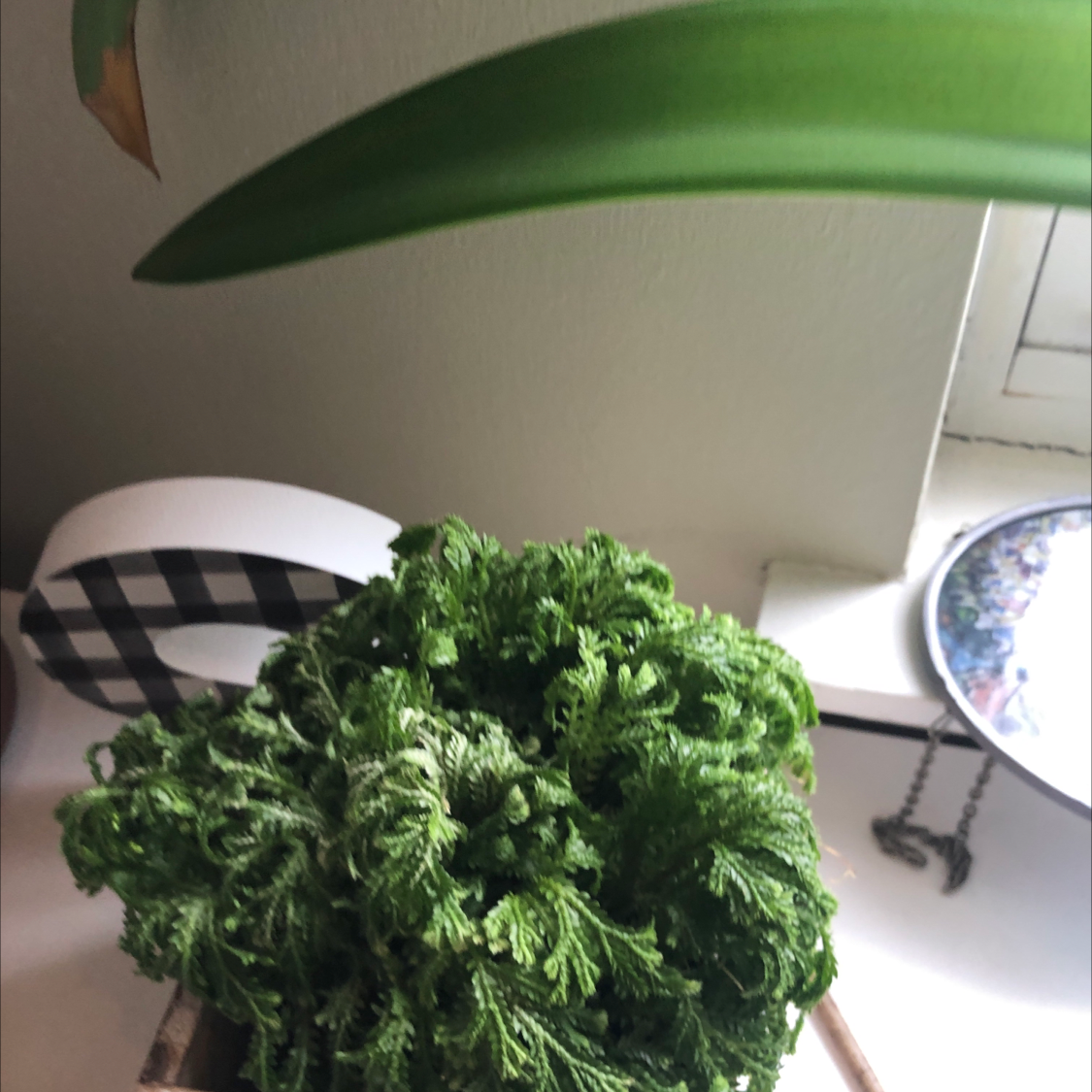 Lush, healthy Selaginella kraussiana 'Aurea' (Golden Clubmoss) in a white pot, next to a decorative blue and white plate.