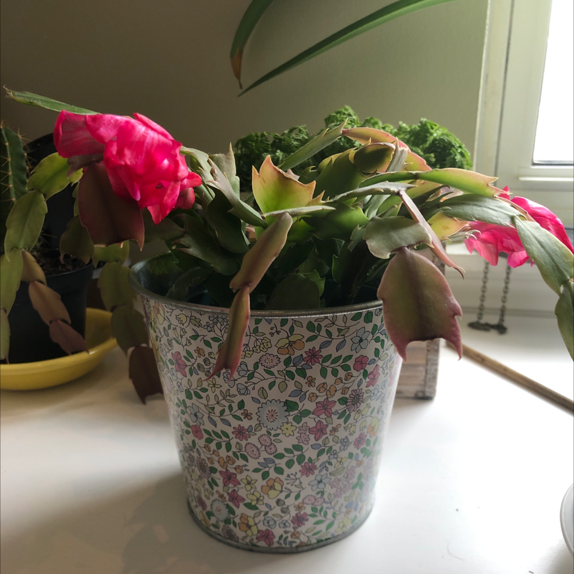 Potted Easter Cactus with pink flowers and some browning leaves.