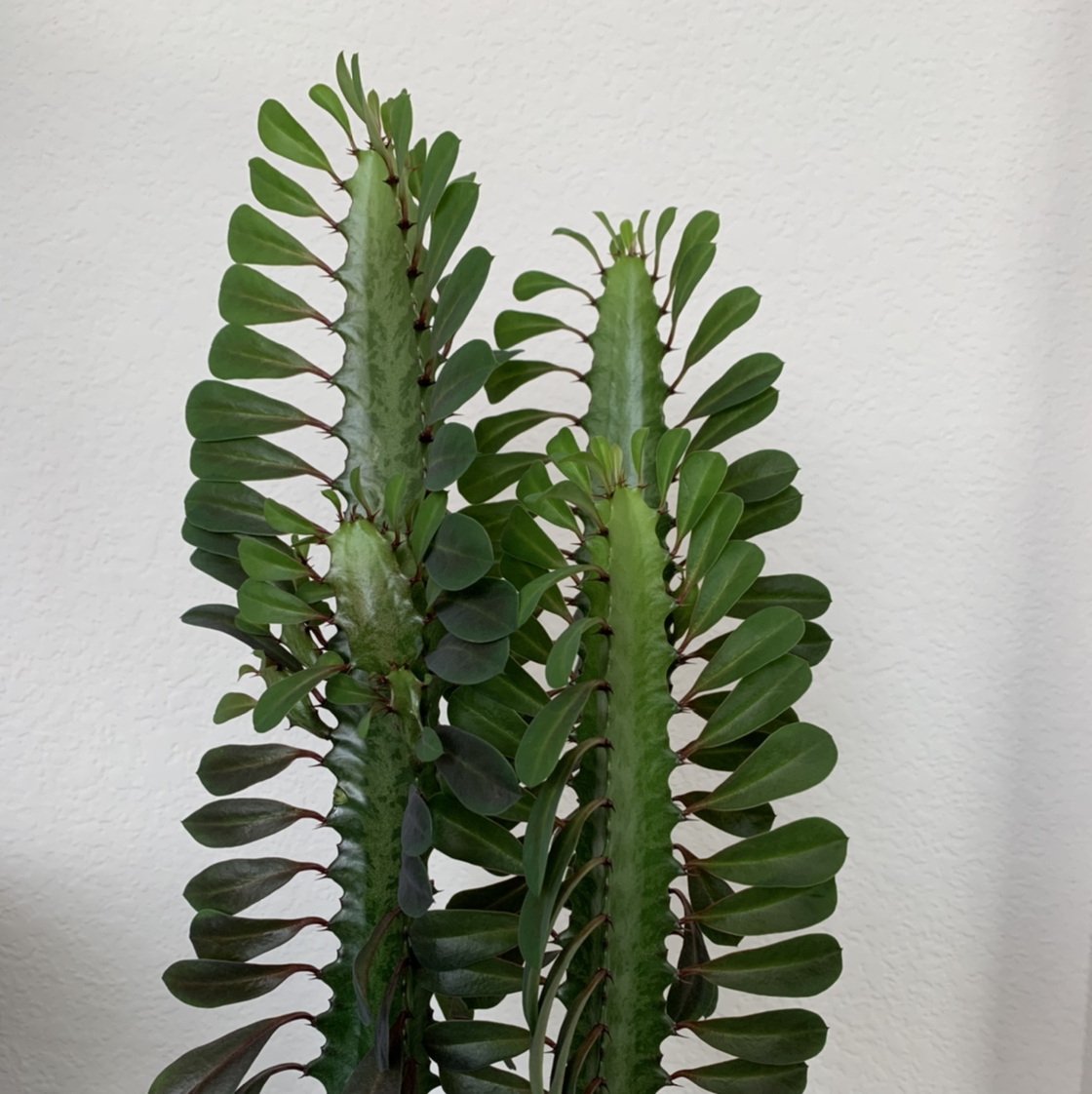 African Milk Tree plant photo by @ChikinNanban named Drago on Greg, the plant care app.