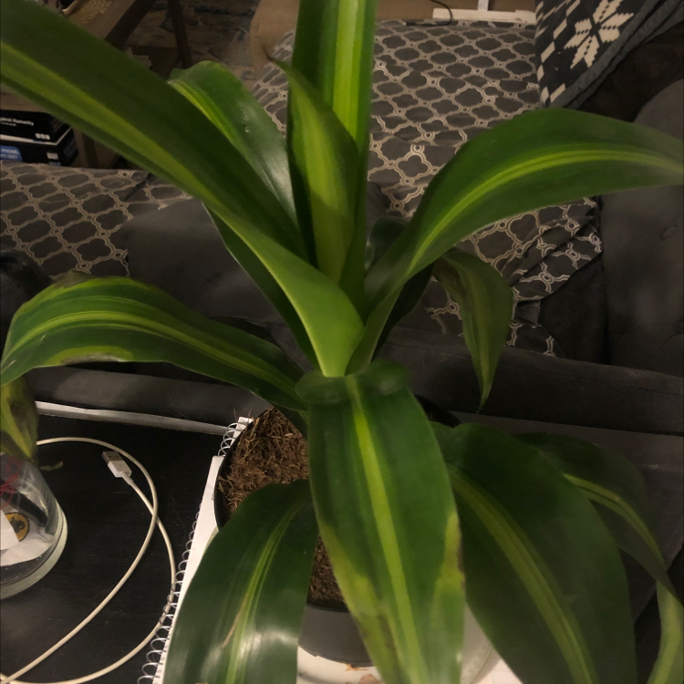 Dracaena 'Lemon Lime' plant with vibrant green leaves and yellow-green stripes.