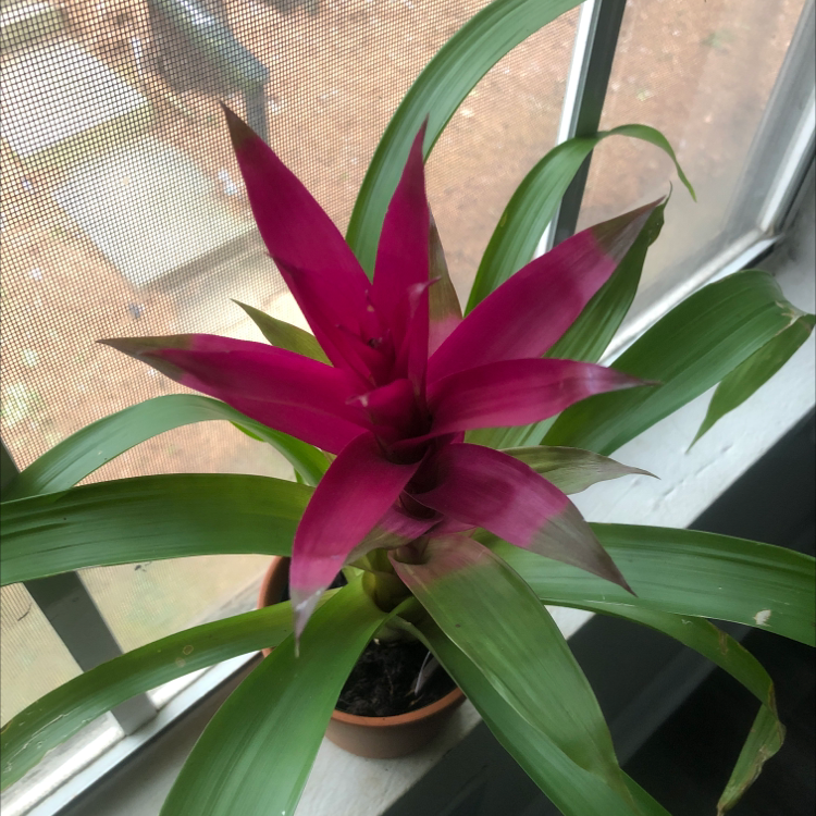 Blushing Bromeliad with vibrant pink central leaves and healthy green outer leaves in a pot by a window.