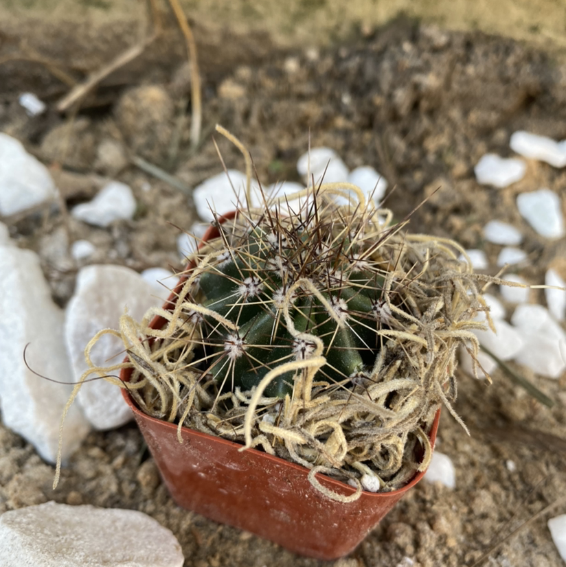 Photo of the plant species Mammillaria tenango del valle cactus by Christine named Bella Thorn on Greg, the plant care app