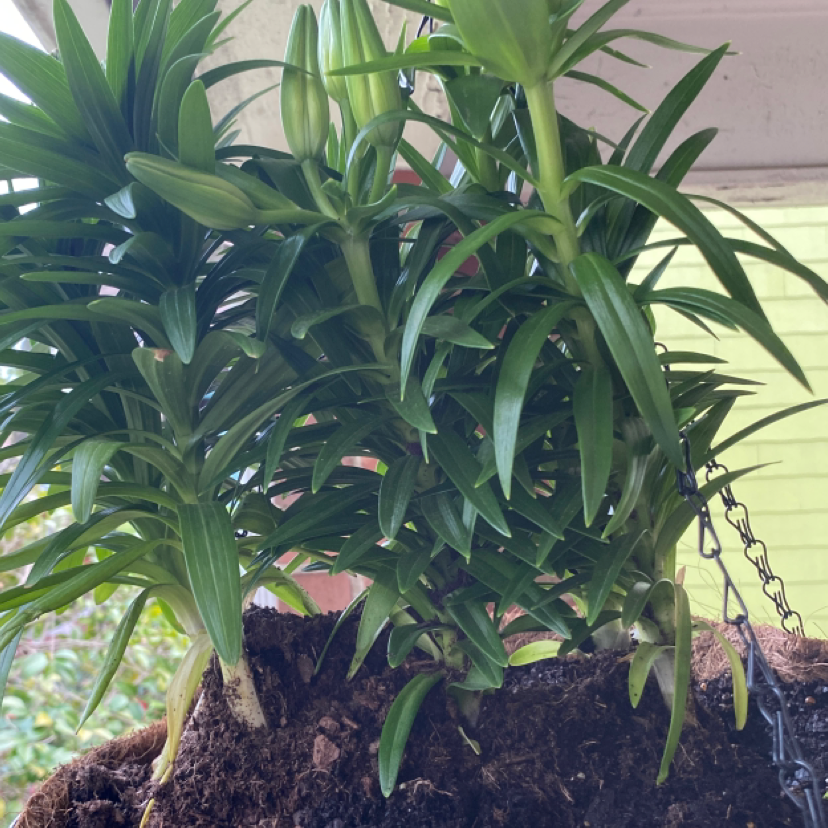 Photo of the plant species Imperial Fritillary by Kelly named Penny on Greg, the plant care app
