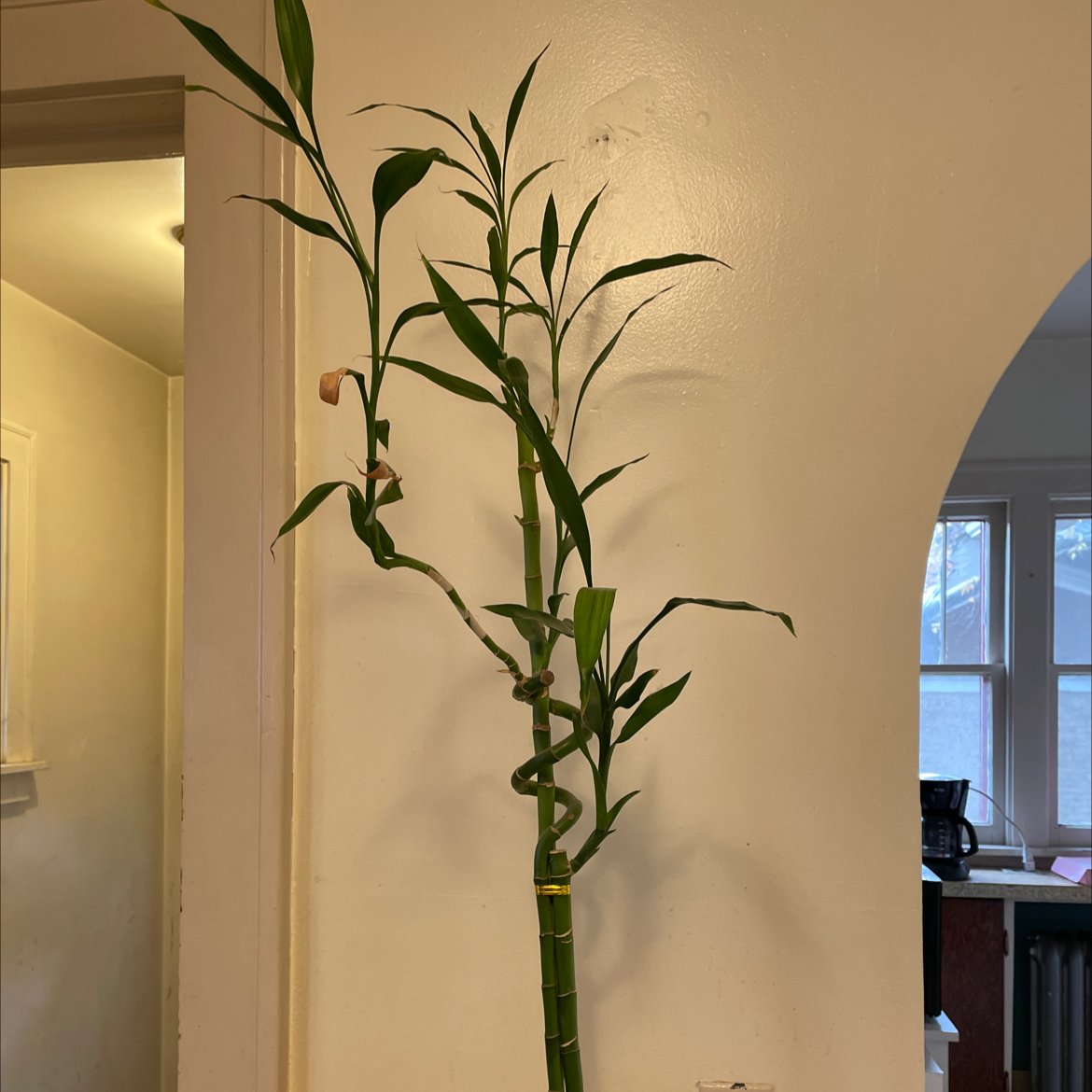 Lucky Bamboo plant photo by @kristtinnnnn named Girod on Greg, the plant care app.