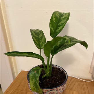 Chinese Evergreen plant in Denver, Colorado