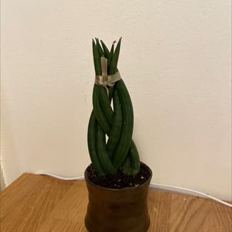 Cylindrical Snake Plant plant in Denver, Colorado