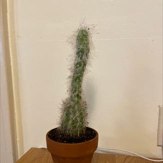 Old Man Cactus plant in Denver, Colorado