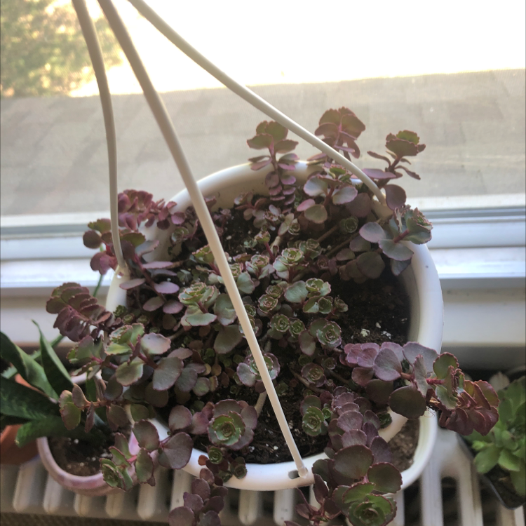 Potted Two-Row Stonecrop plant with reddish-purple leaves in a hanging pot.
