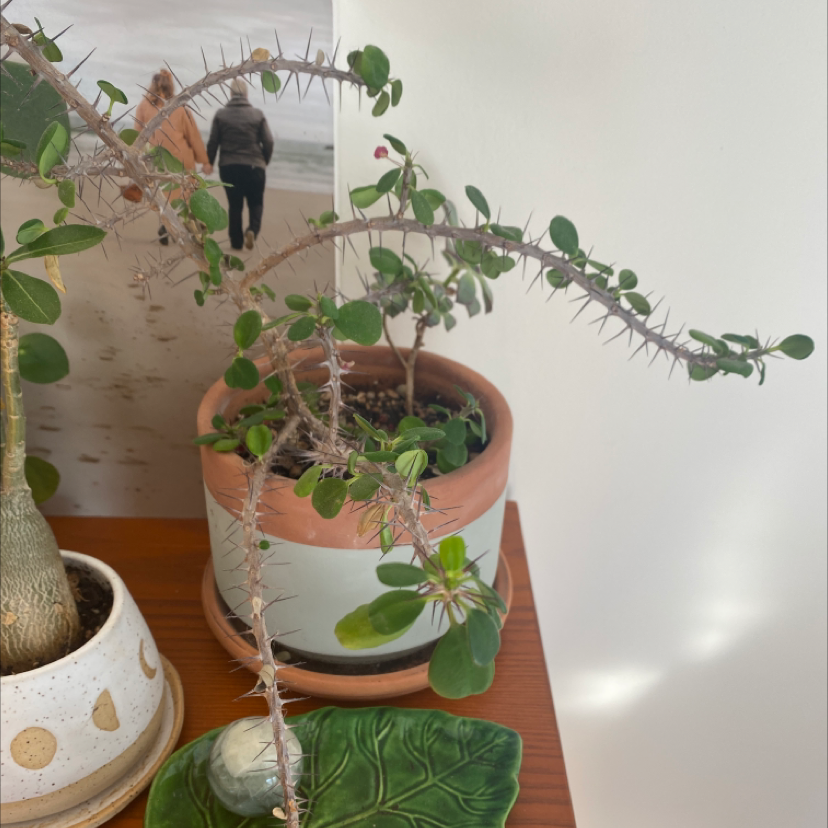 A potted Crown of Thorns houseplant with thin spiky branches and some yellowing leaves, with a hand pointing out the leaf issue.