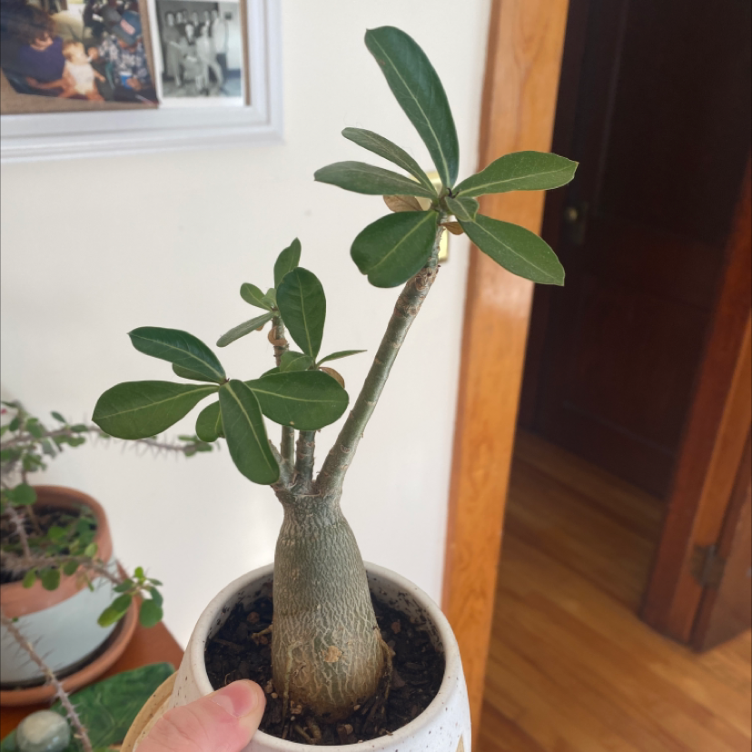 Desert Rose Plant in a white pot with green leaves, held by a hand.