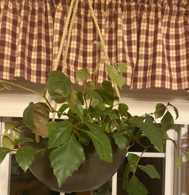 A healthy, thriving grape ivy plant with lush green leaves hanging in a basket in front of a red and white checkered curtain.