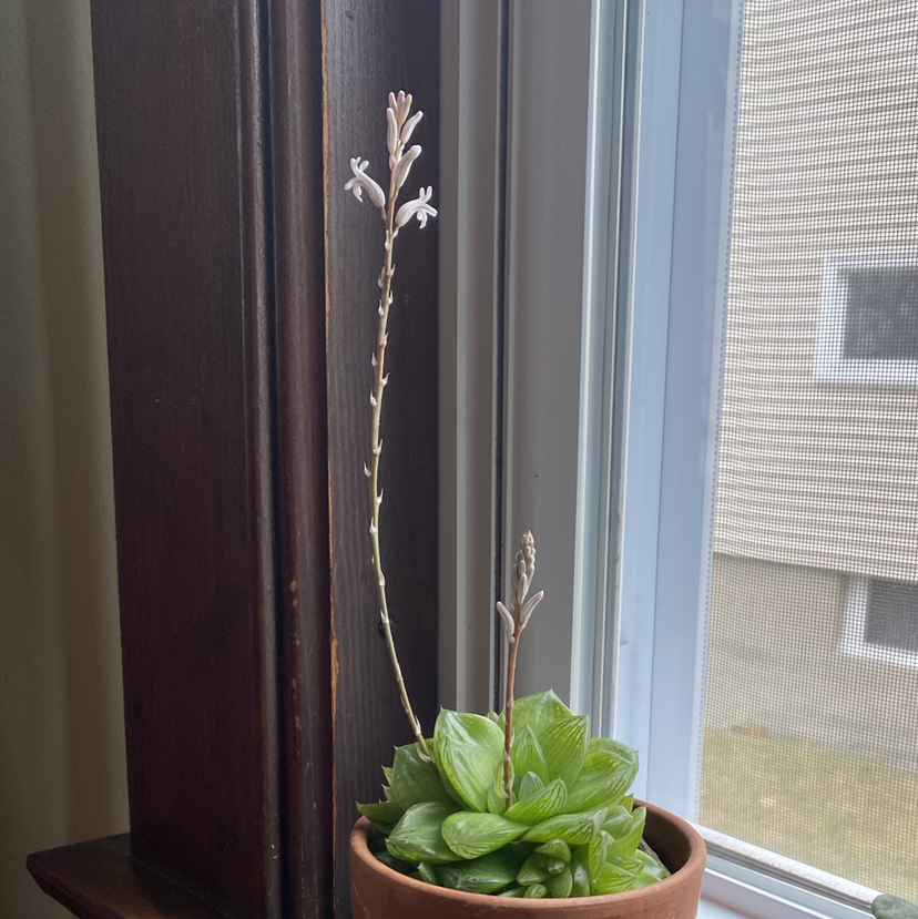 Haworthia cooperi plant in a pot on a windowsill, flowering with tall stalks.