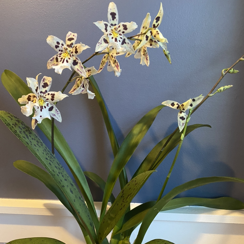 Cockleshell Orchid with spotted flowers and green leaves against a gray background.