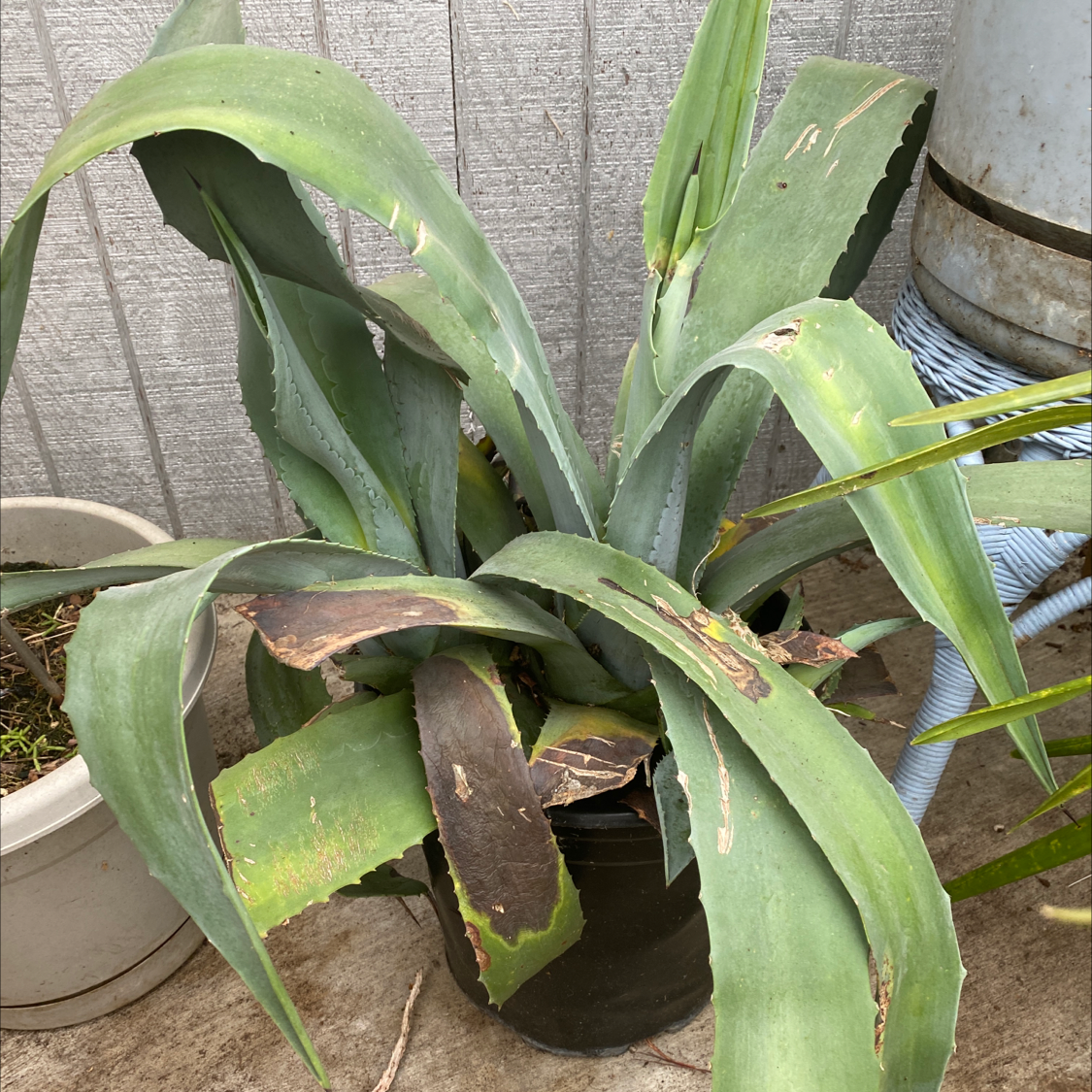 Close-up of a century plant with thick green leaves yellowing at the edges, potted in soil against a wooden fence.