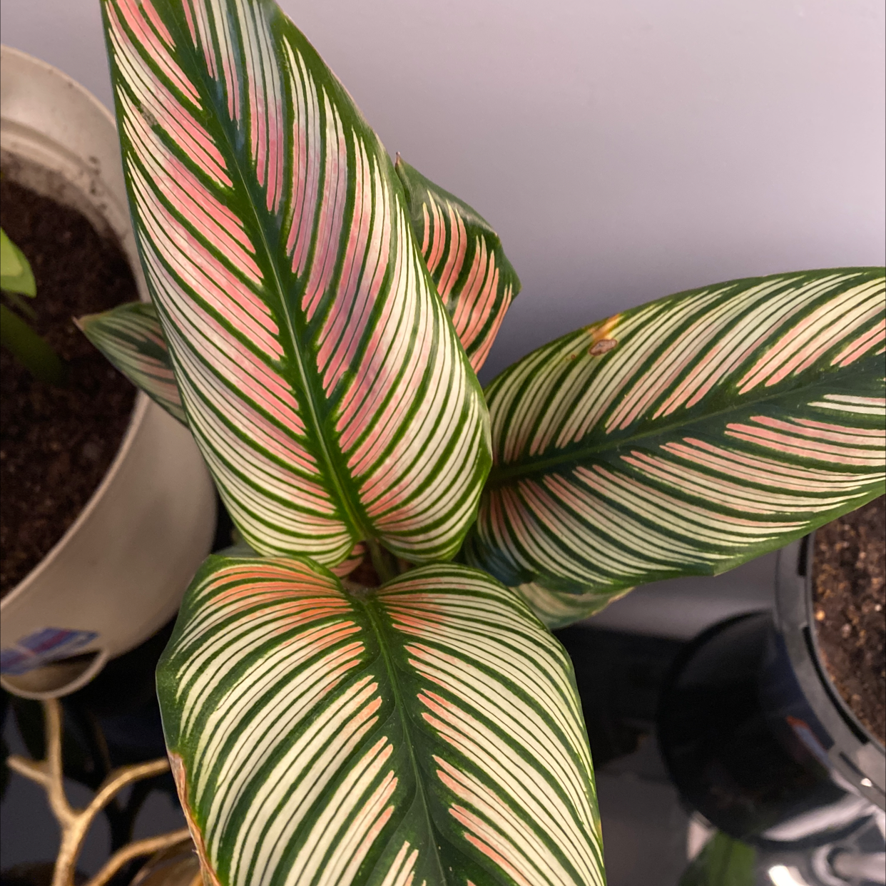 Goeppertia majestica plant with vibrant, striped leaves in pots.