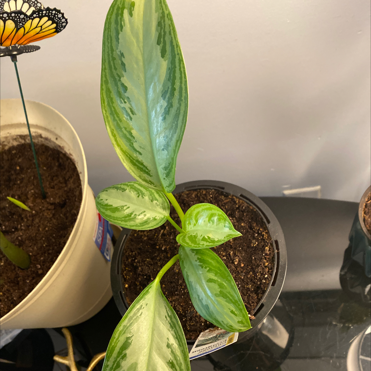 Aglaonema 'Silver Bay' plant in a pot with healthy green leaves.