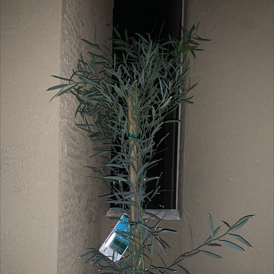 A healthy Oleander plant with narrow leaves against a plain wall.